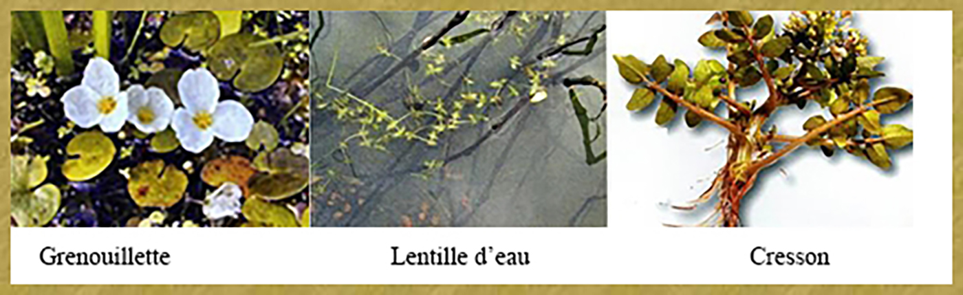 Grenouillette – Lentille Cresson - Histoire de Glénac Grenouillette